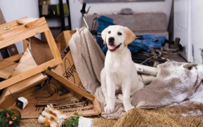 2008-Marley & Me-Theodore Shapiro-41